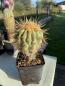 Preview: Copiapoa cinerea haseltoniana